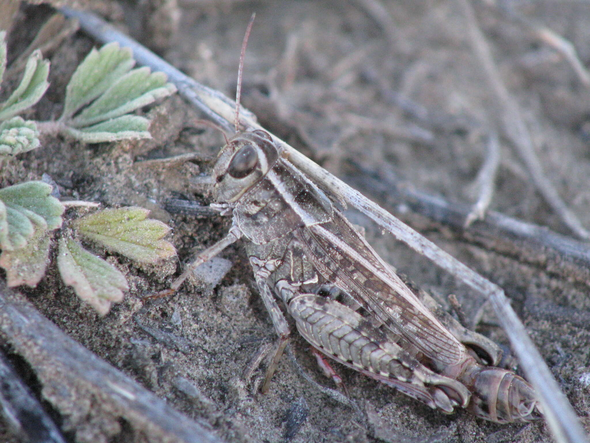 Image de Calliptamus abbreviatus Ikonnikov 1913