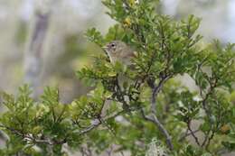 Image of Grey Warbler-Finch