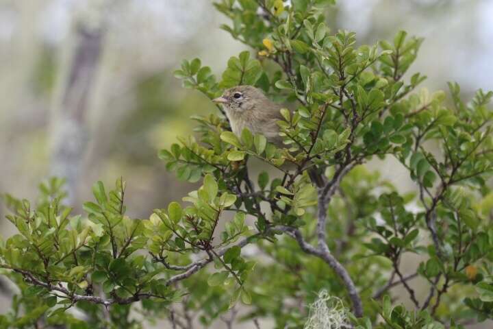 Image of Grey Warbler-Finch