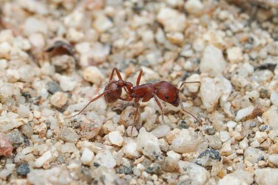 Plancia ëd Pogonomyrmex subnitidus Emery 1895