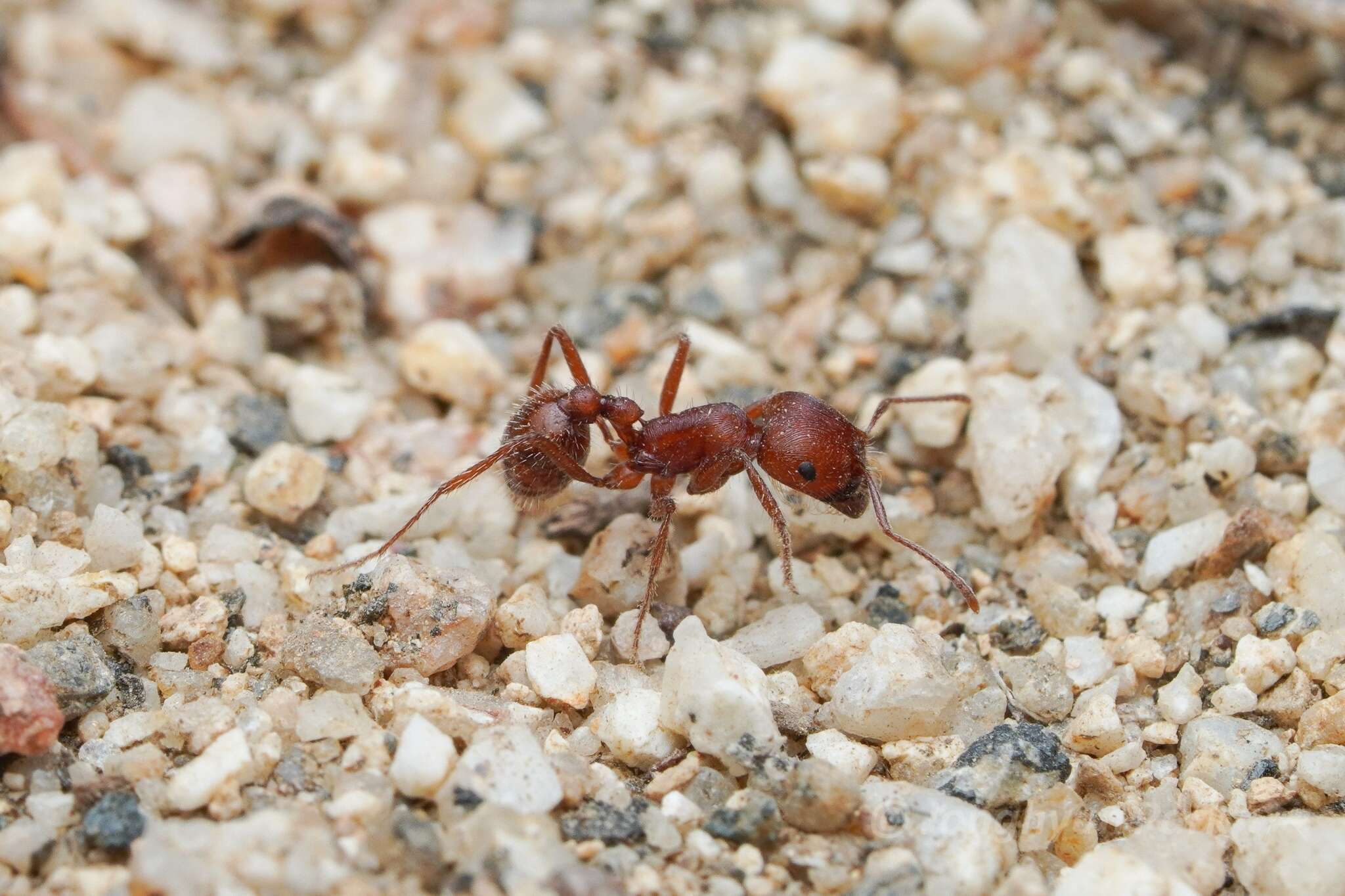 Image of Pogonomyrmex subnitidus Emery 1895