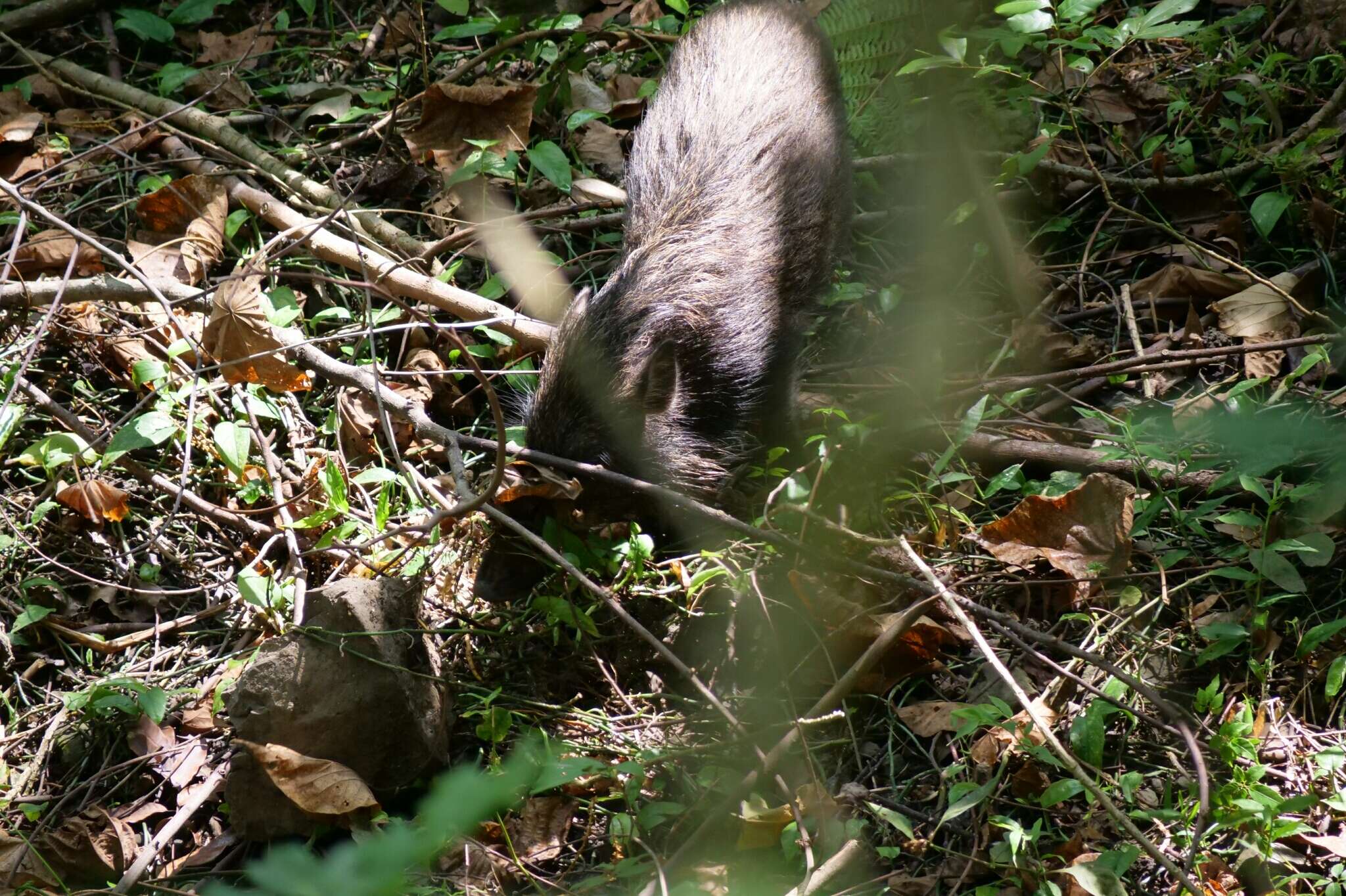 Image of Sus scrofa taivanus (Swinhoe 1863)