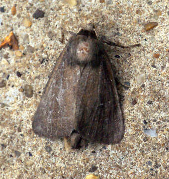 Image of twin-spotted wainscot