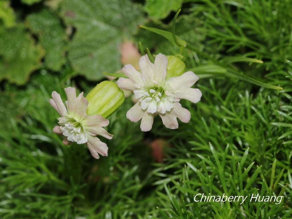 Image of Silene morrisonmontana var. glabella (Ohwi) Ohwi & Ohashi