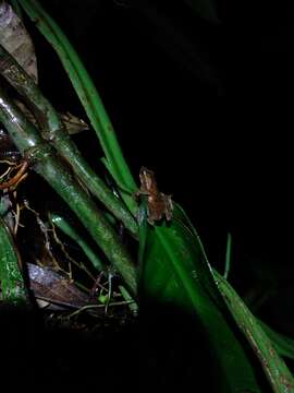 Dendrophryniscus imitator resmi