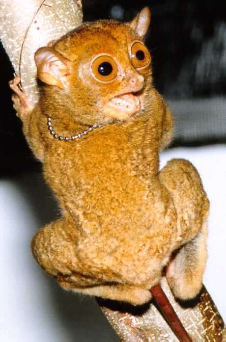 Image of tarsier