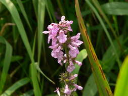 Image of Hedge-nettle