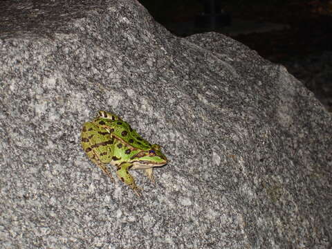 Image de Petite grenouille verte