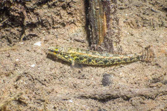 Image of Brown darter