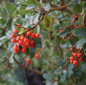 Image of Texas madrone