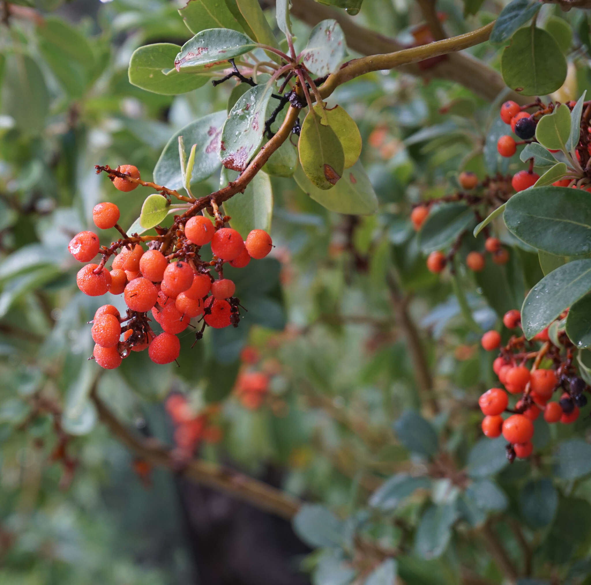 Arbutus xalapensis Kunth resmi