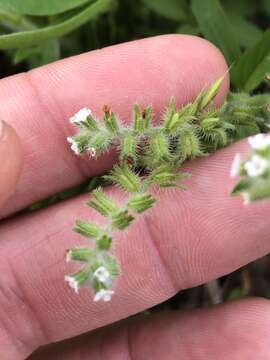 Image de Cryptantha texana (A. DC.) Greene