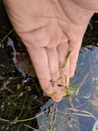 Image of Snail-Seed Pondweed