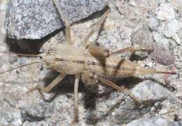 Image of Ateloplus notatus Scudder & S. H. 1901