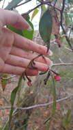 Image of Apiomorpha rosaeforma (Froggatt 1895)