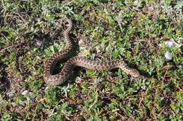 Image of Vipera ursinii ursinii (Bonaparte 1835)