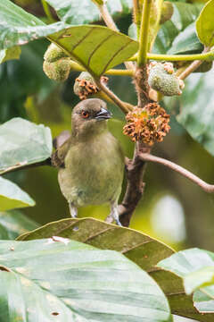 Image of Turquoise Dacnis