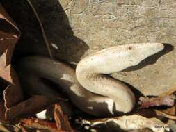 Image of Burton's Legless Lizard