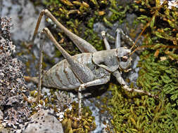 Image of Antaxius (Chopardius) pedestris (Fabricius 1787)