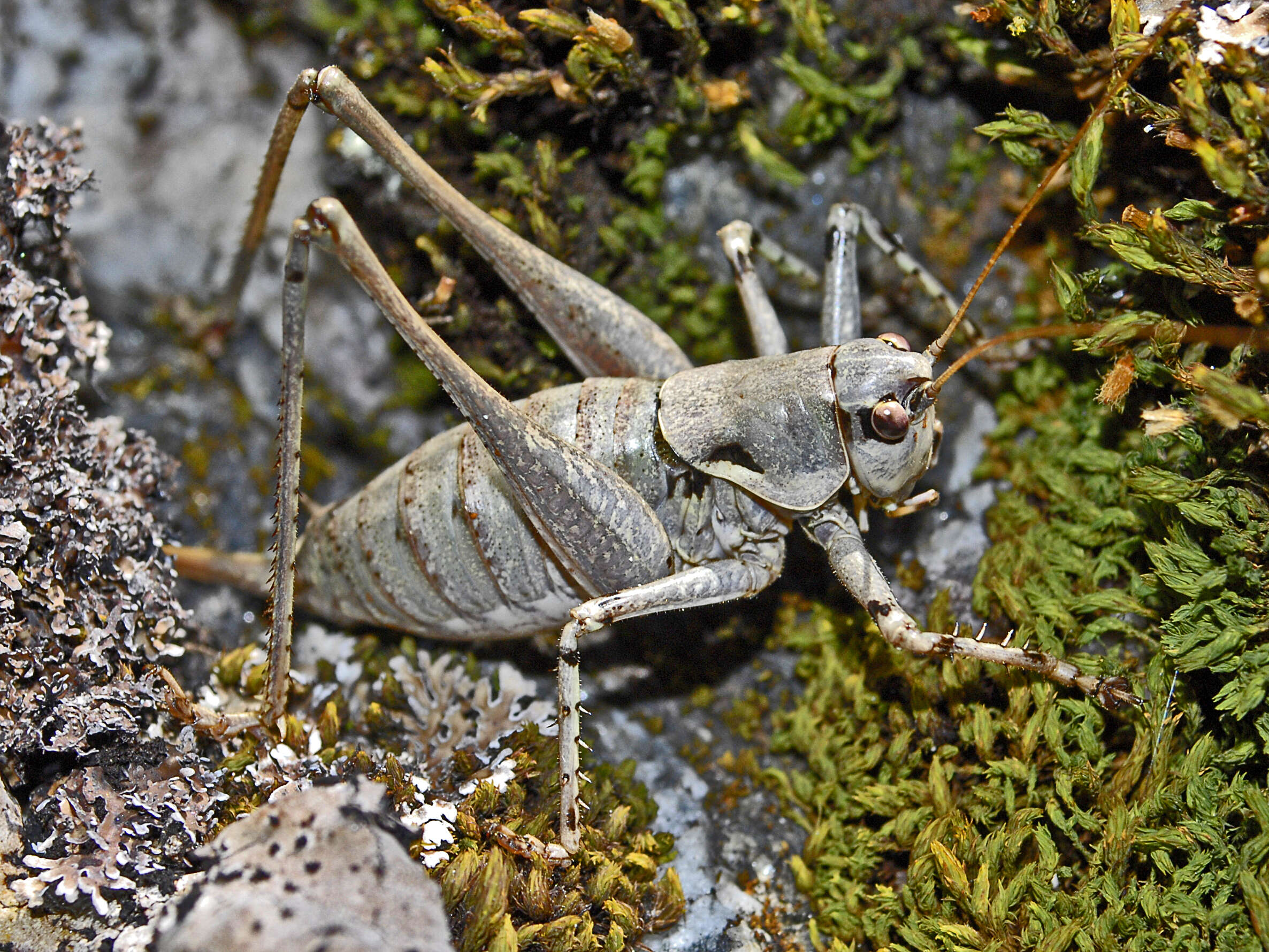 Image of Antaxius (Chopardius) pedestris (Fabricius 1787)