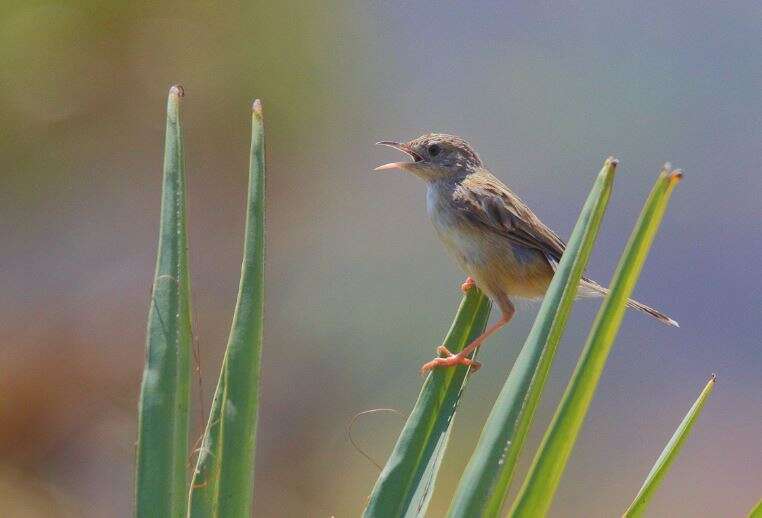 Image of Madagascan Cisticola