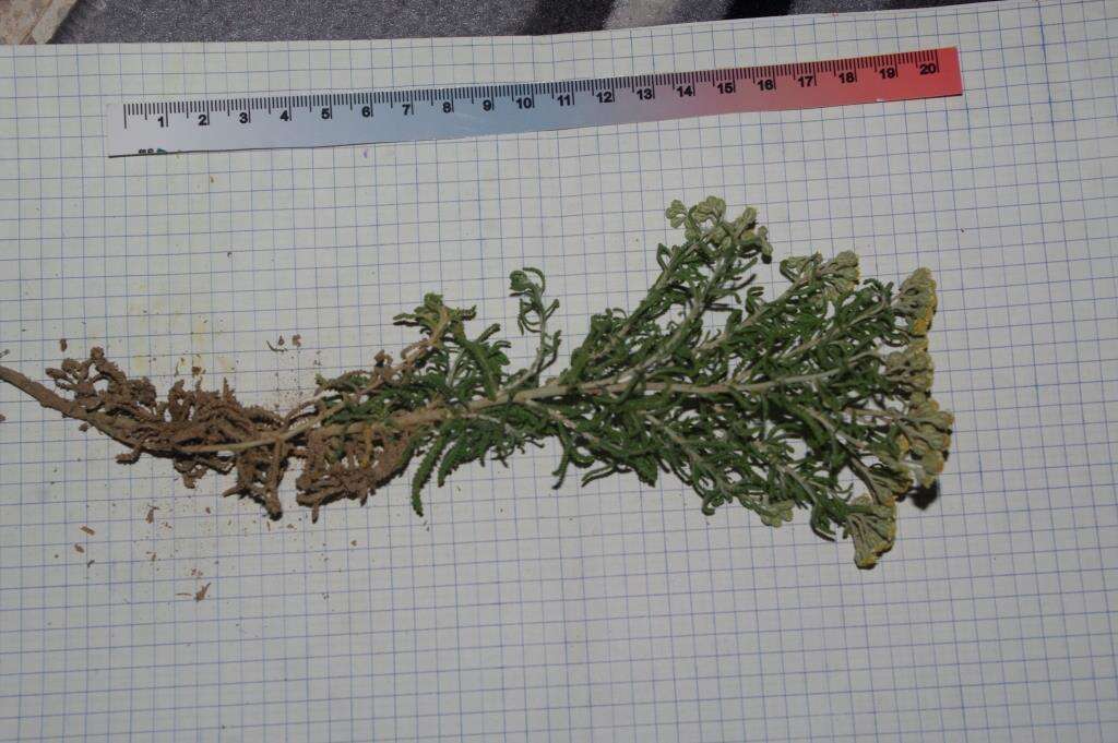 صورة Achillea cretica L.