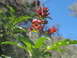 Image of Scrophularia calliantha Webb & Berth.