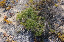 Image of Spiny Asparagus