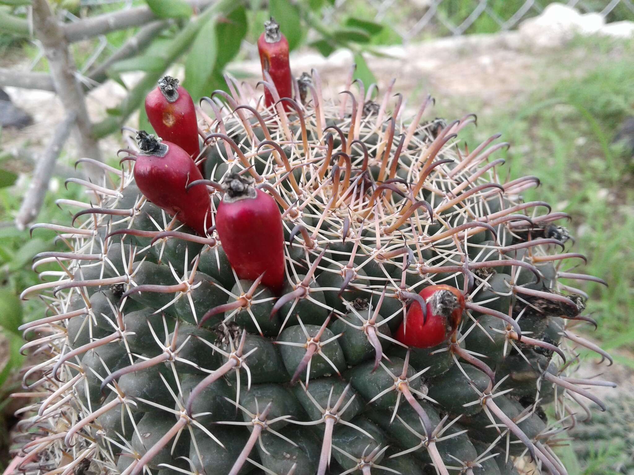 Image of Mammillaria uncinata Zucc. ex Pfeiff.