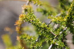 Image of Spiny Asparagus