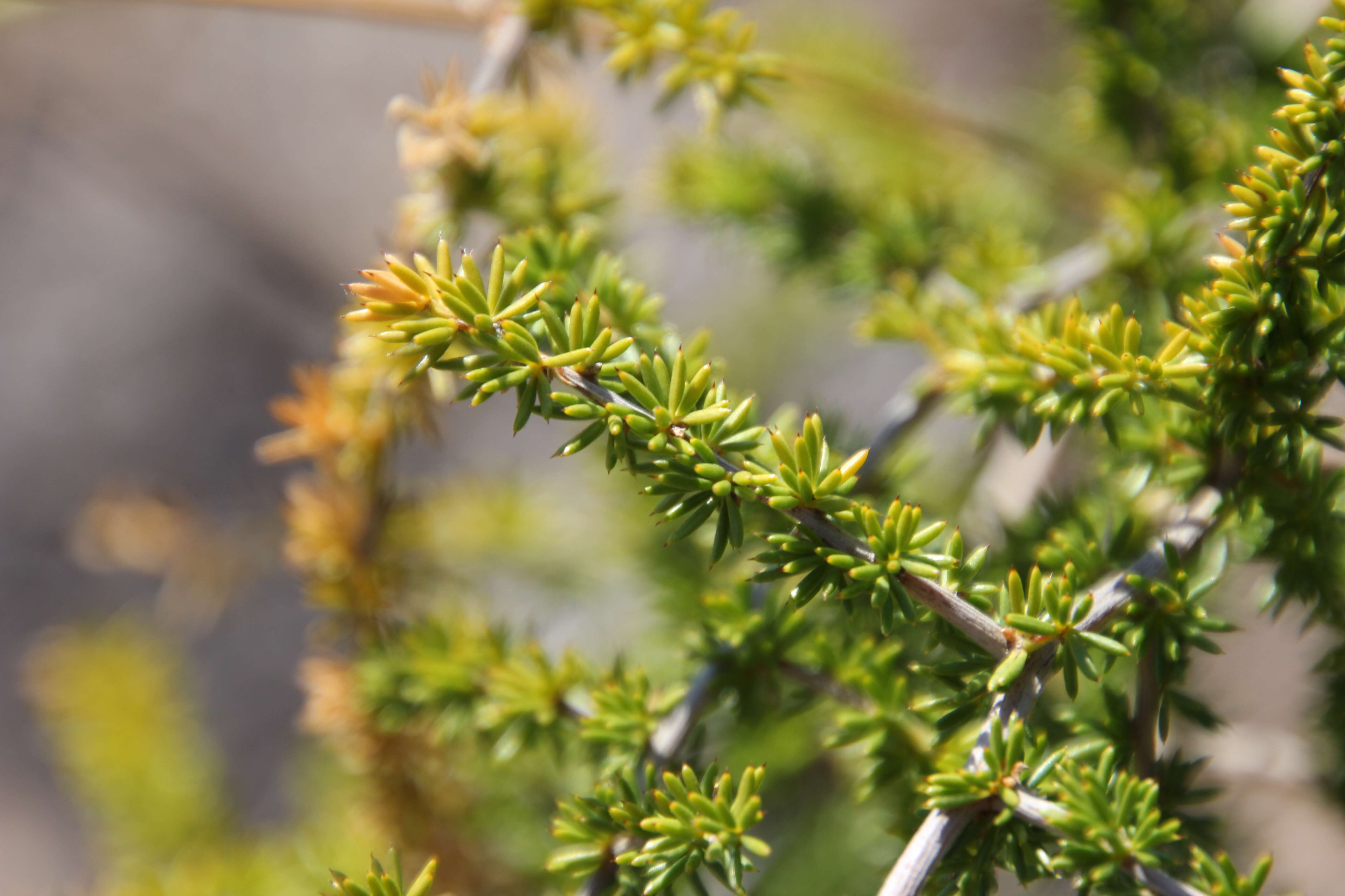 Image of Spiny Asparagus