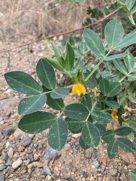 Plancia ëd Arachis hypogaea L.