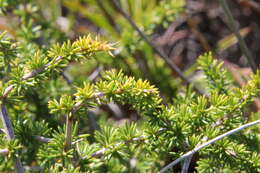 Image of Spiny Asparagus