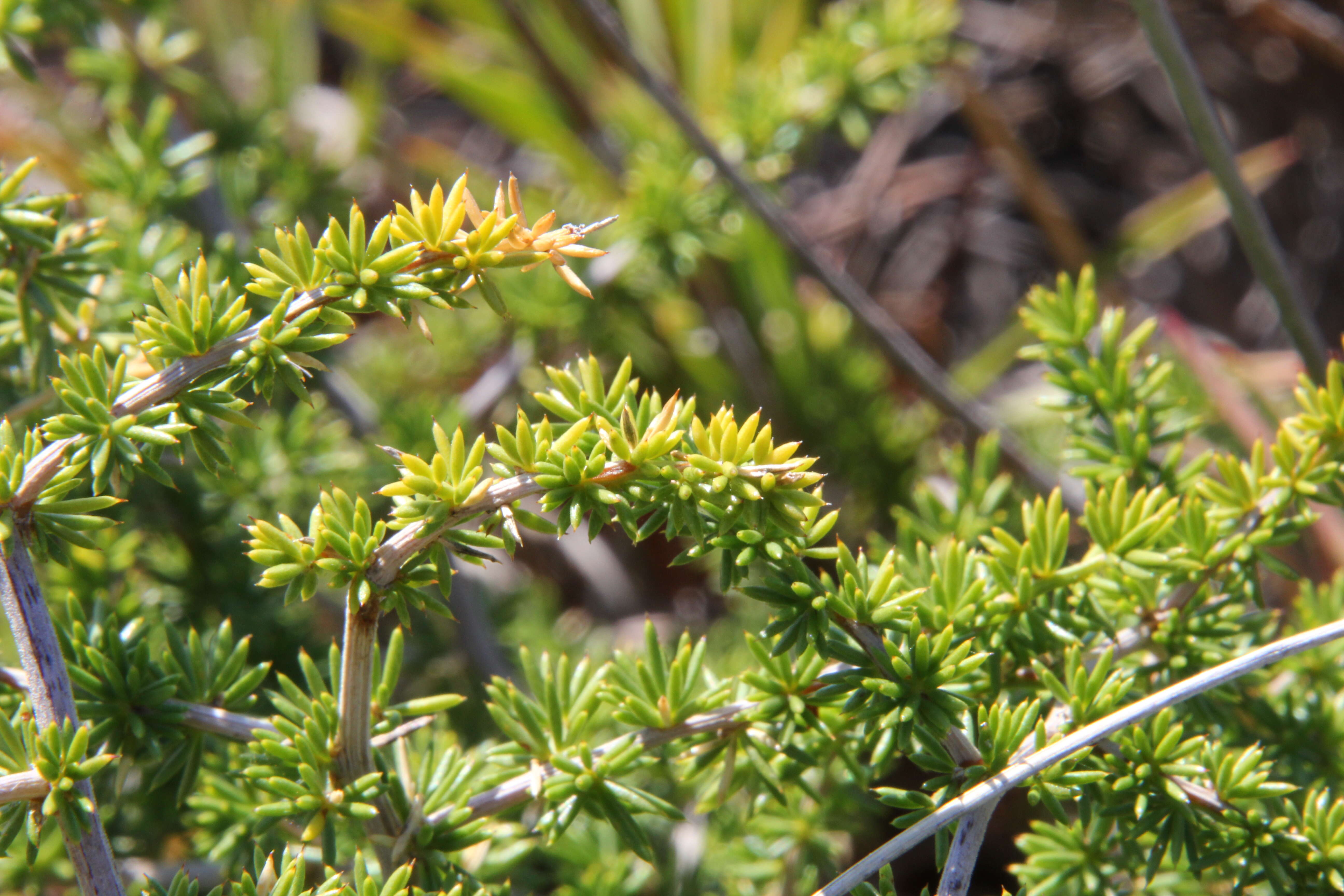 Image of Spiny Asparagus