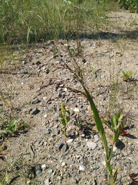 Image of broomcorn millet