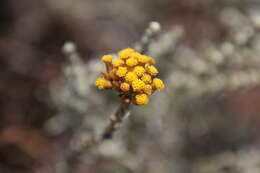 Слика од Helichrysum italicum (Roth) G. Don fil.