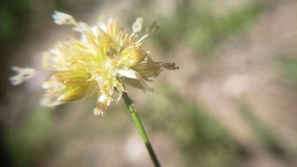 Image of Green-Head Rush