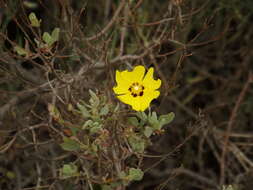 Image of Halimium halimifolium subsp. halimifolium