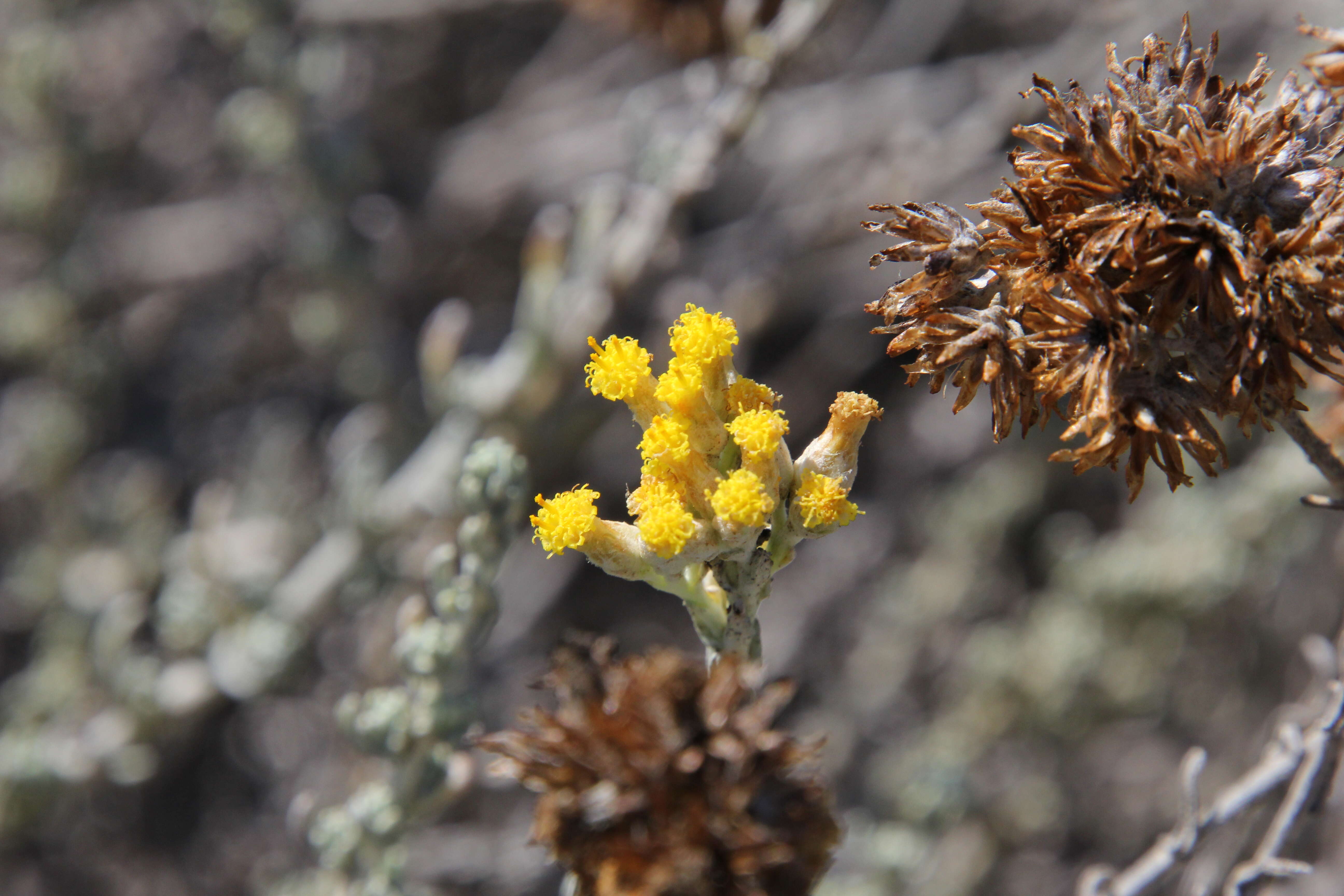 Слика од Helichrysum italicum (Roth) G. Don fil.