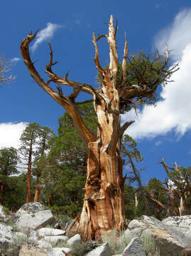 Image of Western Juniper