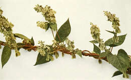 صورة Fallopia scandens (L.) Holub