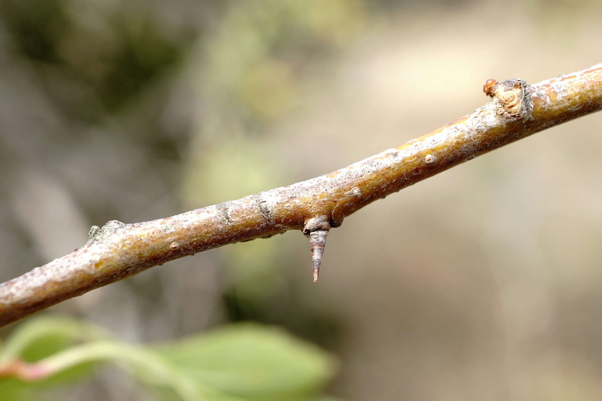 Image of Crataegus karadaghensis Pojark.