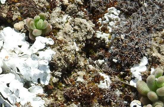 Image of Sedum gypsicola Boiss. & Reuter