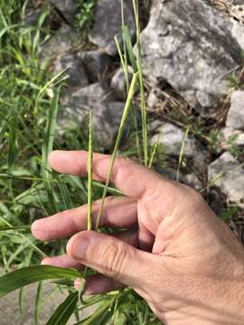 Image of itchgrass