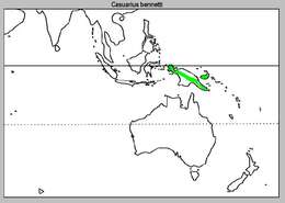 Image of Dwarf Cassowary