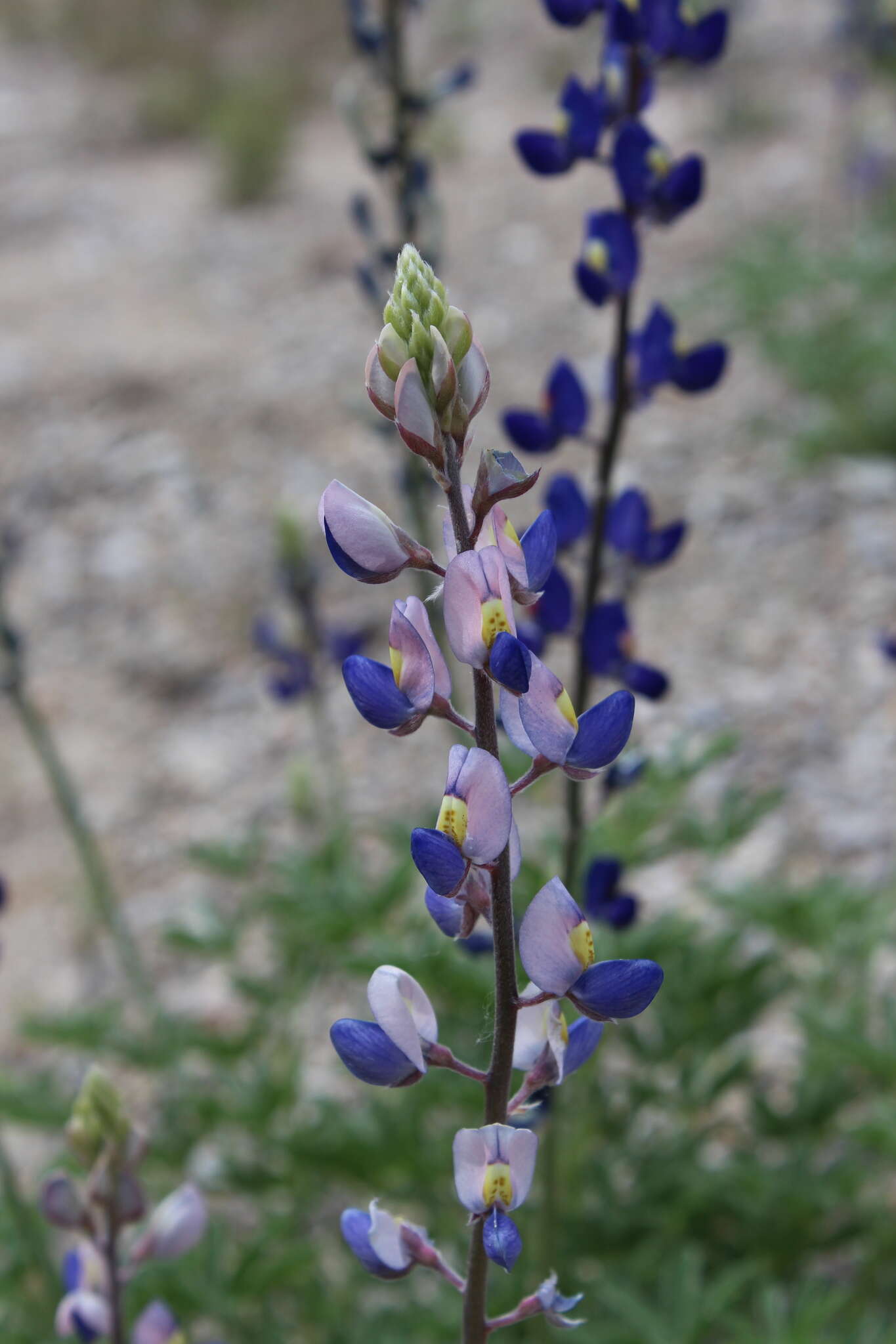 Imagem de Lupinus havardii S. Watson