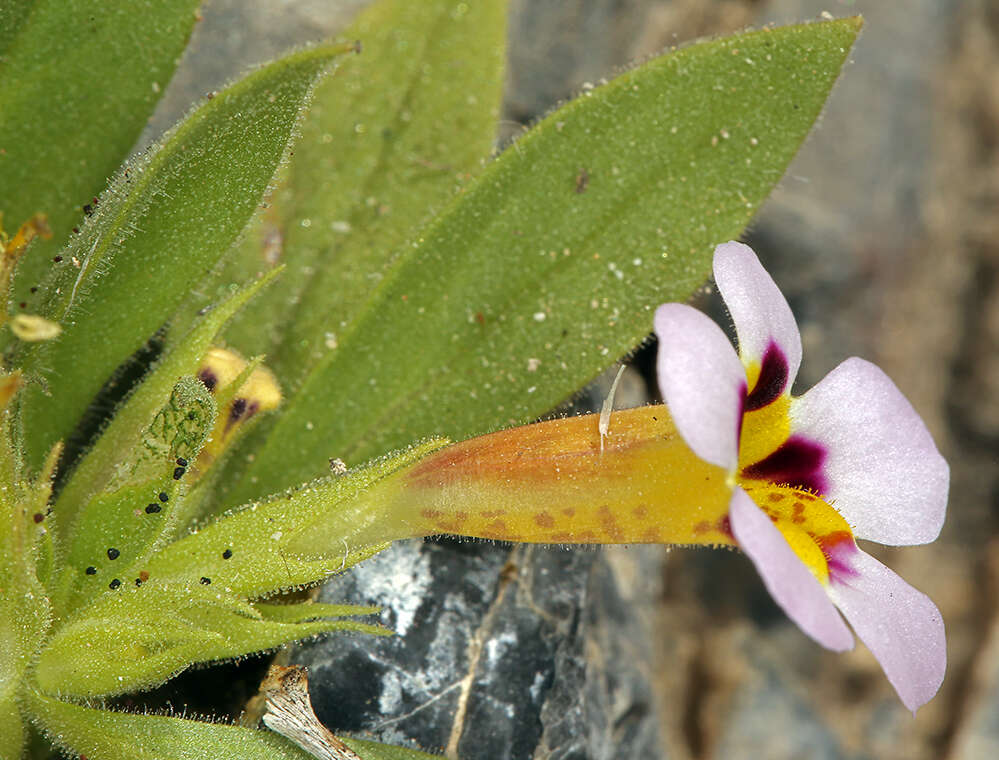 Image of Death Valley monkeyflower