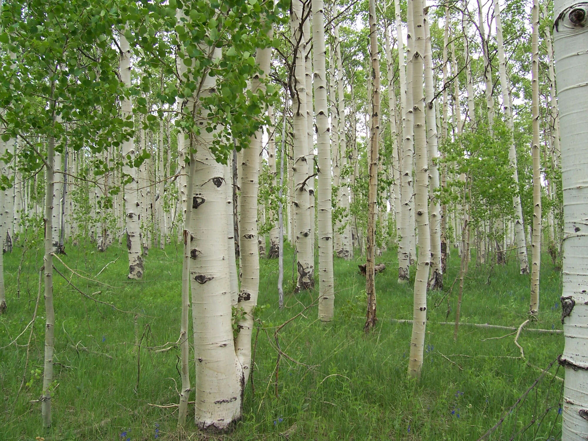 Image of quaking aspen