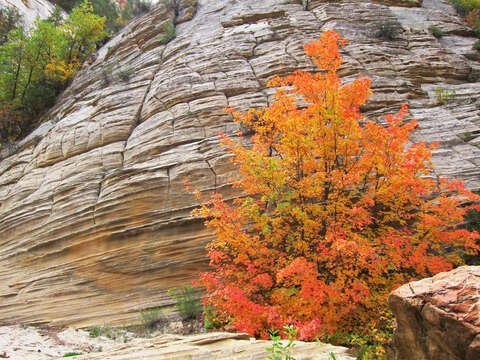 Image of Canyon Maple