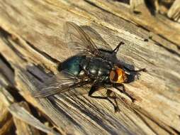 Image of bluebottle blow fly